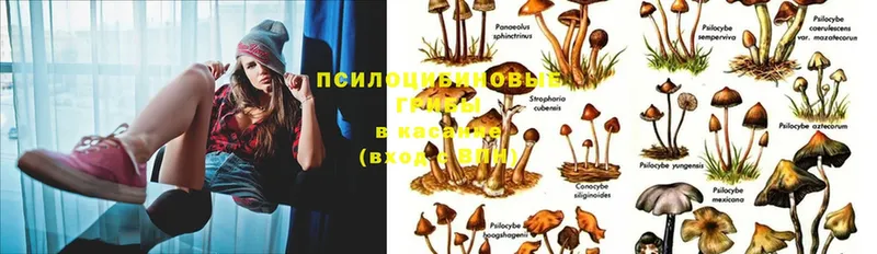 Псилоцибиновые грибы Magic Shrooms  Костомукша 